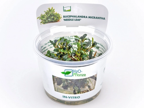 Mini Nadelblatt - Bucephalandra micrantha 'Needle Leaf' in vitro